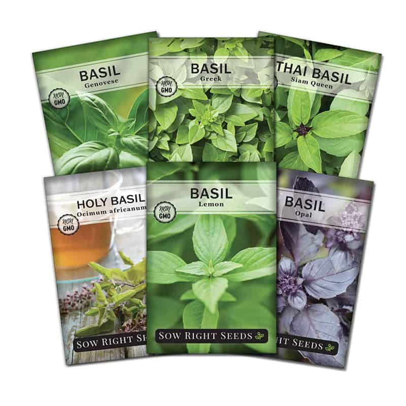 Thai Basil Seeds