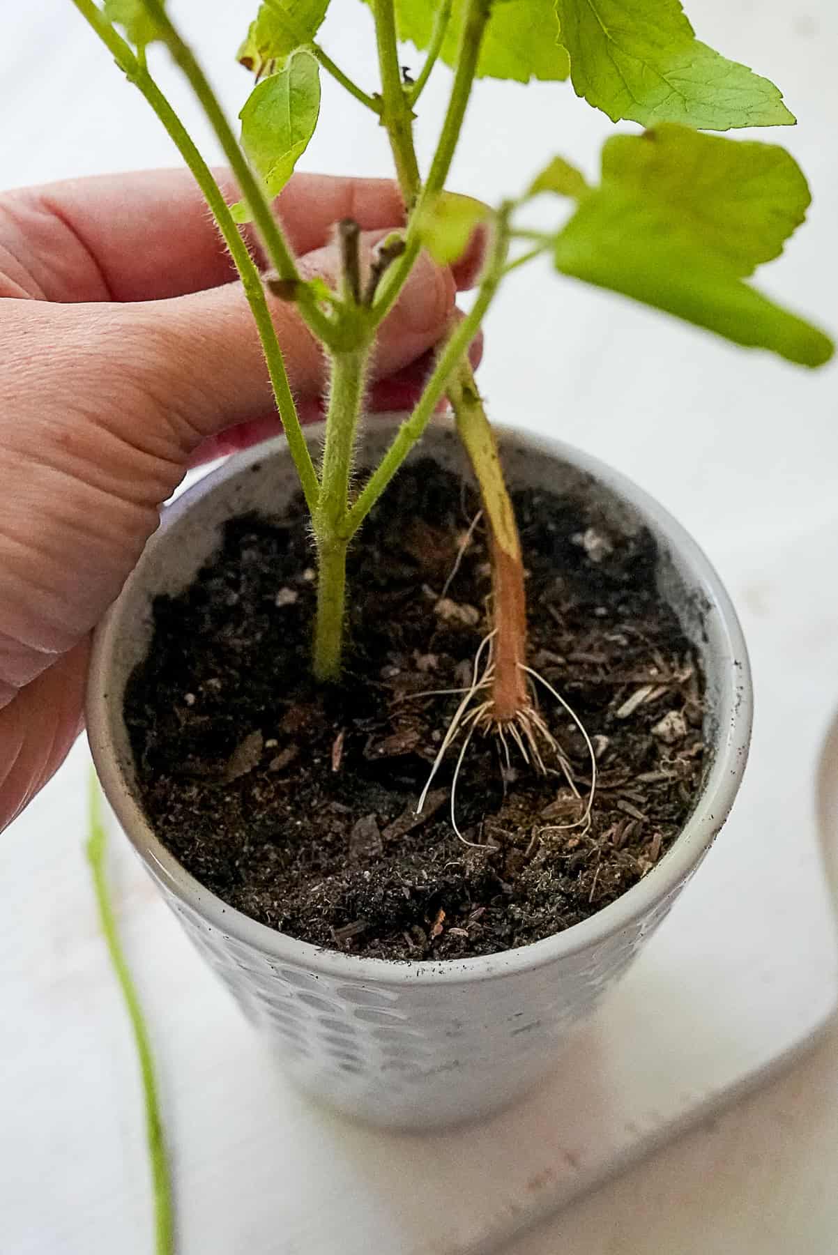 Holy basil stems that grew roots being planted in a pot with soil