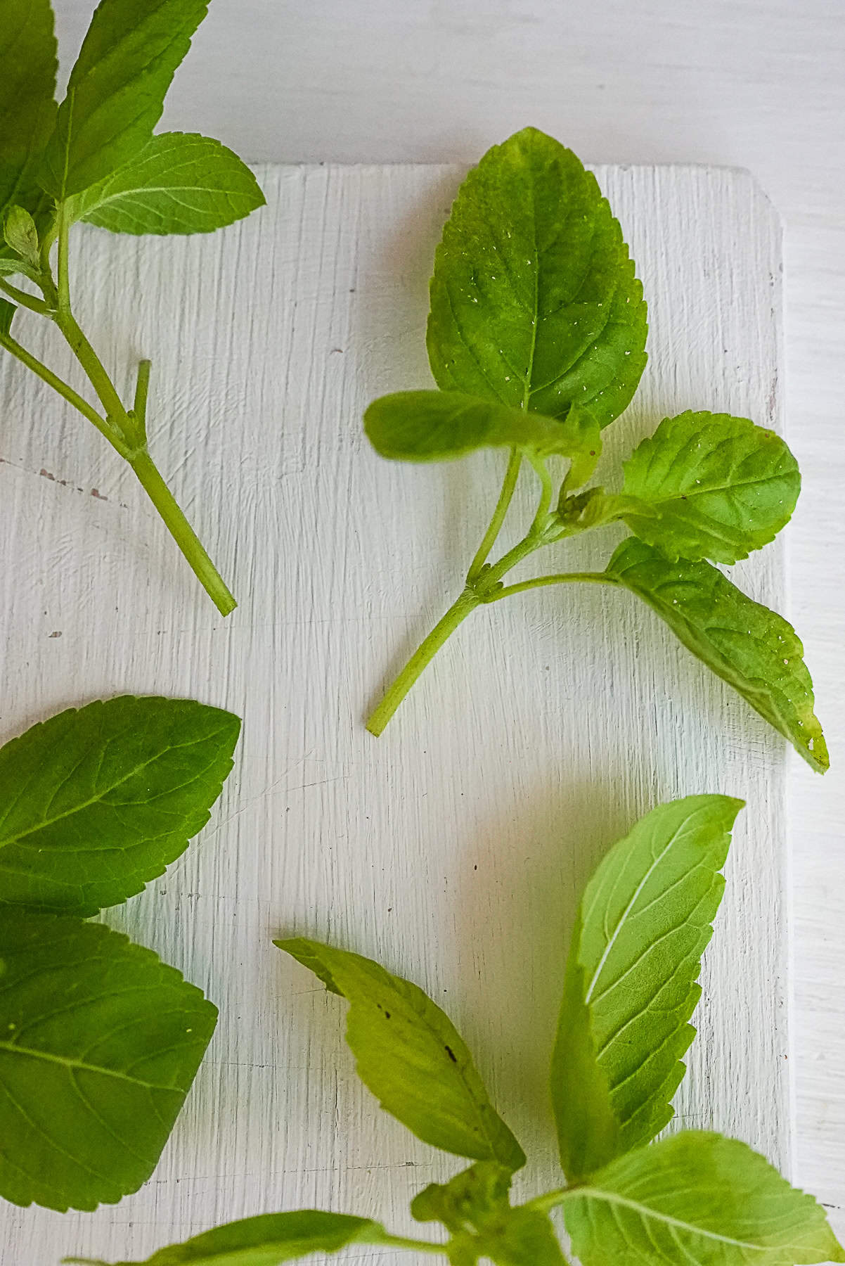 Four clusters of holy basil leaves on a cutting board showcasing their unique details