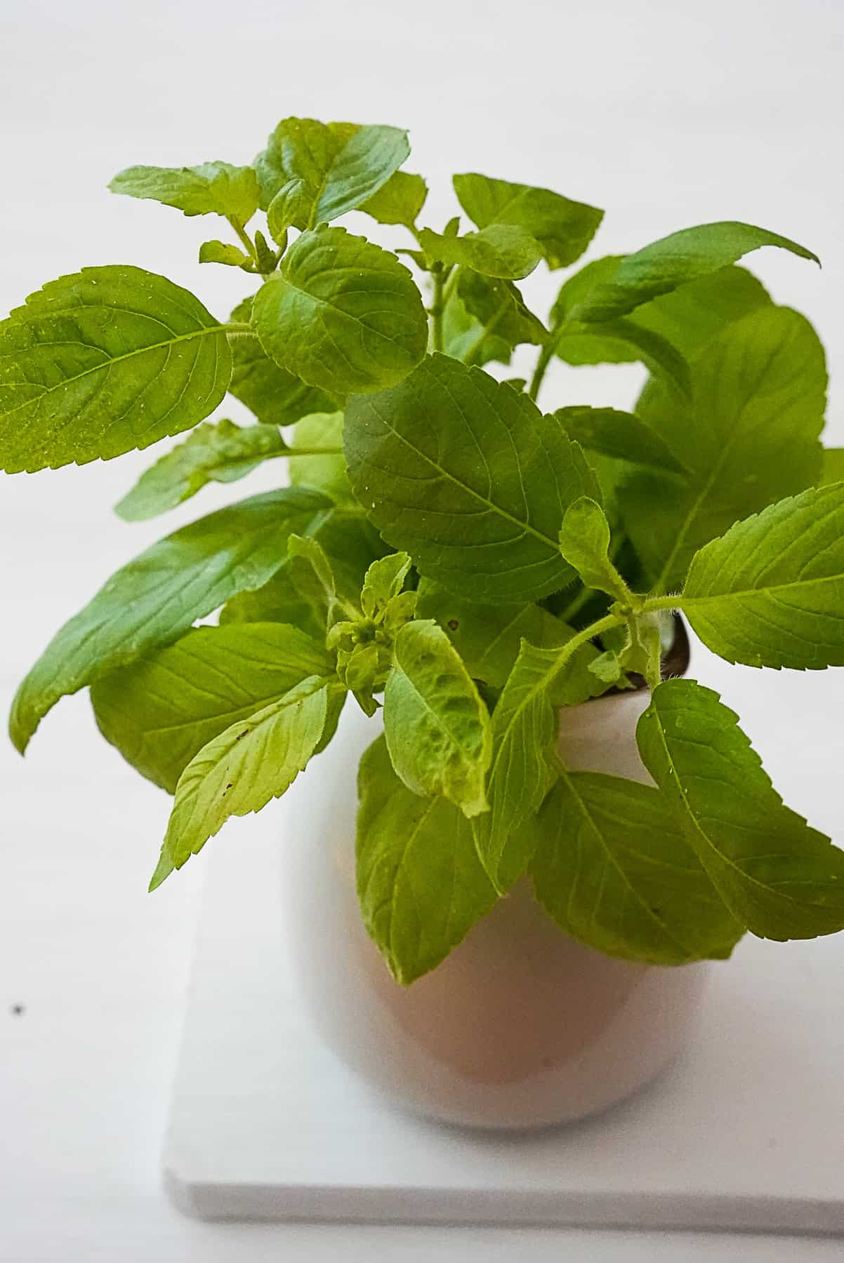 A bouquet of holy basil in a white ceramic vase on a white cutting board