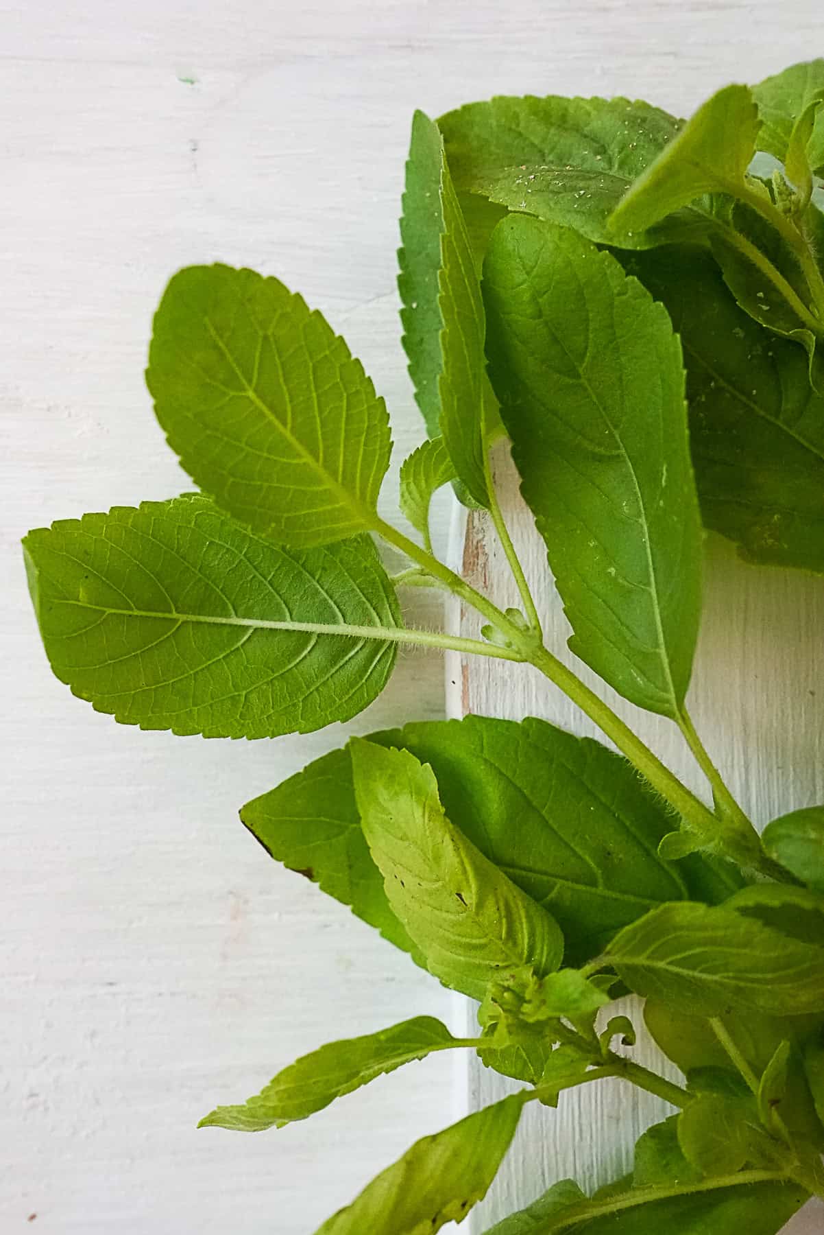 Close up of Thai holy basil leaves showing distinct veination pattern and serrated edges